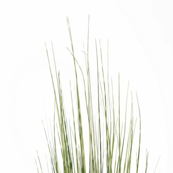 Декоративно Растение PVC Стомана Цимент 152 cm 15,5 x 15,5 x 15,5 cm